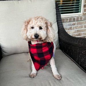 Buffalo print dog scarf
